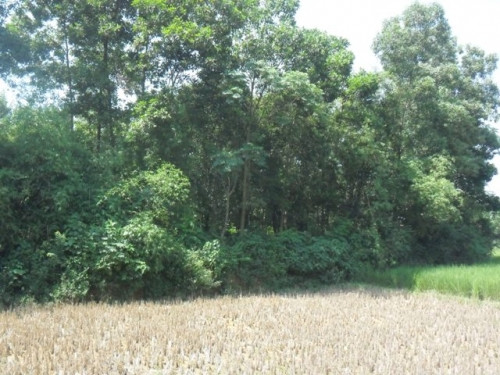 Khu vườn nơi kẻ thủ ác chôn xác nạn nhân.