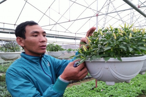 Theo anh Đàm Lê Huy, thì việc chăm sóc các giống cây độc, lạ không phải chuyện dễ. Ảnh: Thu Trang