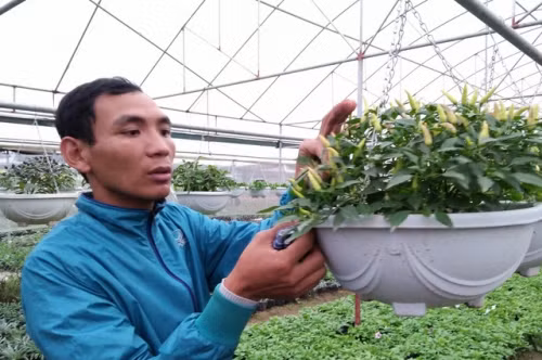 Theo anh Đàm Lê Huy, thì việc chăm sóc các giống cây độc, lạ không phải chuyện dễ. Ảnh: Thu Trang