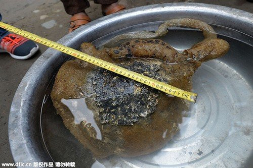 Phat hien “quai vat” bien sau nghi nam linh chi ngan nam-Hinh-2