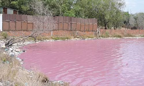 Vi sao ho nuoc 10 ha chuyen mau tim o Ba Ria - Vung Tau