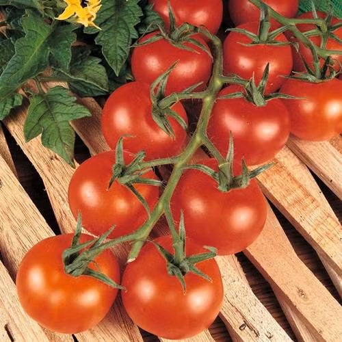 Được lai tạo từ giống cà chua và nho, cây cà chua bạch tuộc (có tên tiếng Anh là Octopus Tomato) đứng trong top những loại cây cho nhiều trái nhất trên thế giới.