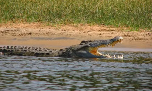 Kinh hoang ca sau an thit nguoi o song Nile toi My