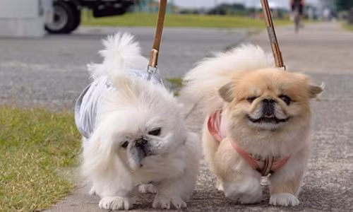 Muon nuoi cho phai thong bao voi UBND xa