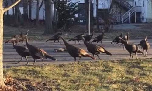 Dan ga tay lam “nghi le” ky quac tien dua meo xau so