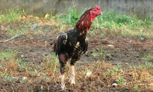 Thuong vu bac nhat Bac Bo O to 1 ty doi cap than ke