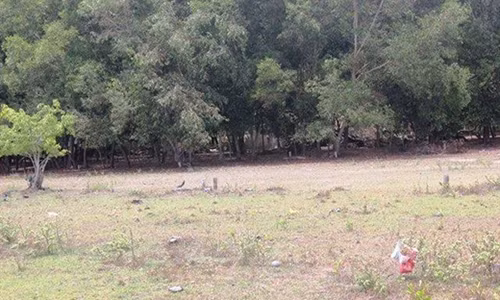 Triet pha o bac “khung” nam sau trong rung