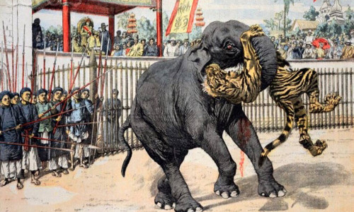 Tranh minh họa cảnh voi – hổ giao tranh.