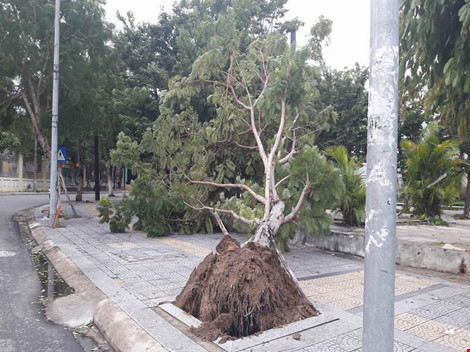 Một cây bật gốc tại khu vực trung tâm. Ảnh: C.Th