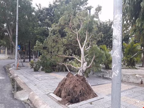 Một cây bật gốc tại khu vực trung tâm. Ảnh: C.Th