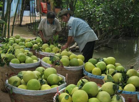 6 loai hoa qua Viet Nam khong bao gio phai nhap khau-Hinh-4