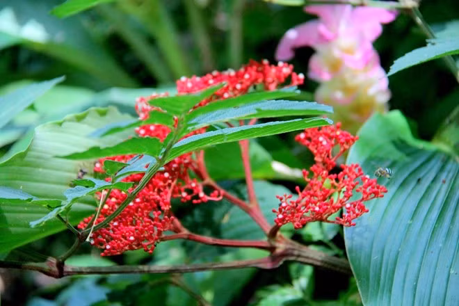 Cây rừng - mỗi người nói một kiểu: Ngoài cây nắp ấm gặp nhiều trên đường đi, bạn còn thấy được nhiều loài hoa rừng, cây rất lạ, chẳng biết tên. Mỗi người địa phương lại nói một cái tên khác. Suốt hành trình, dù gặp đi gặp lại một số cây quen thuộc, nhưng tôi không thể nào tìm ra được một cái tên thống nhất.