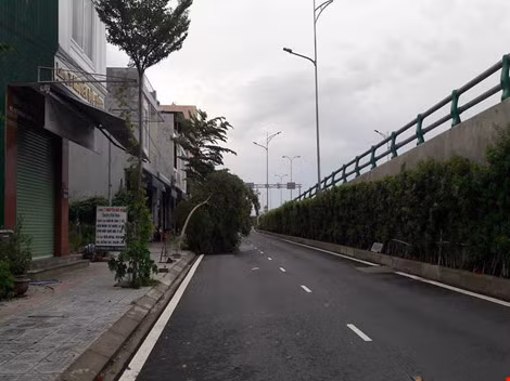 Cây nhỏ vừa được trồng tại khu vực cầu vượt ngã ba Huế bị uốn cong. Ảnh: C.Th