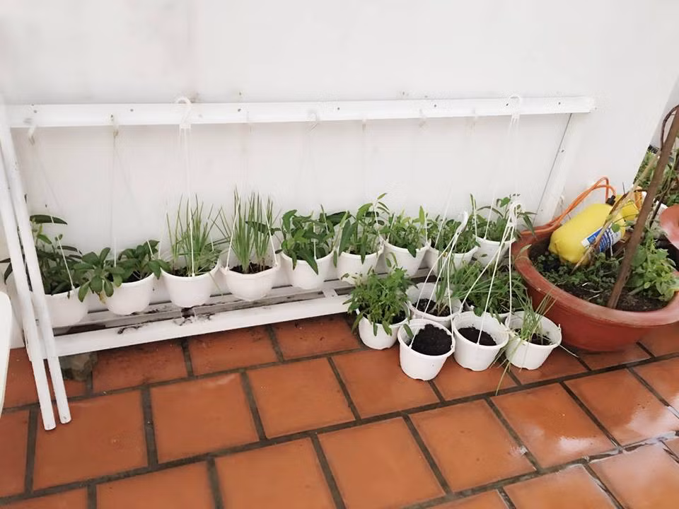 Ngoài giàn thủy canh hồi lưu, Vũ Thu Phương cũng trồng thêm một số cây rau trong chậu đất.