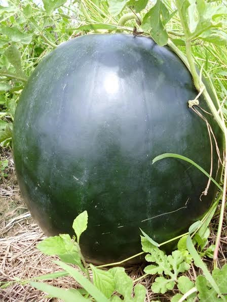 Hiện tại dây dưa này còn có thêm 3 quả dưa ước khoảng trên 10kg.