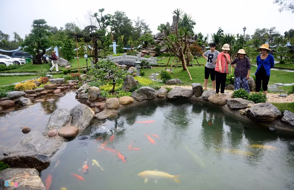 Hồ cá khá lớn với hàng chục cá chép nhiều màu sắc bơi lội. 