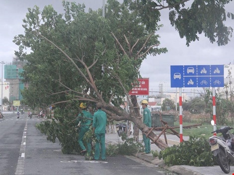 Công nhân cây xanh khắc phục sự cố cây gãy đổ sau bão số 4. Ảnh: C.Th