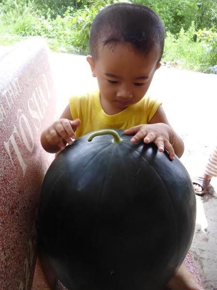 Cận cảnh quả dưa hấu khủng.