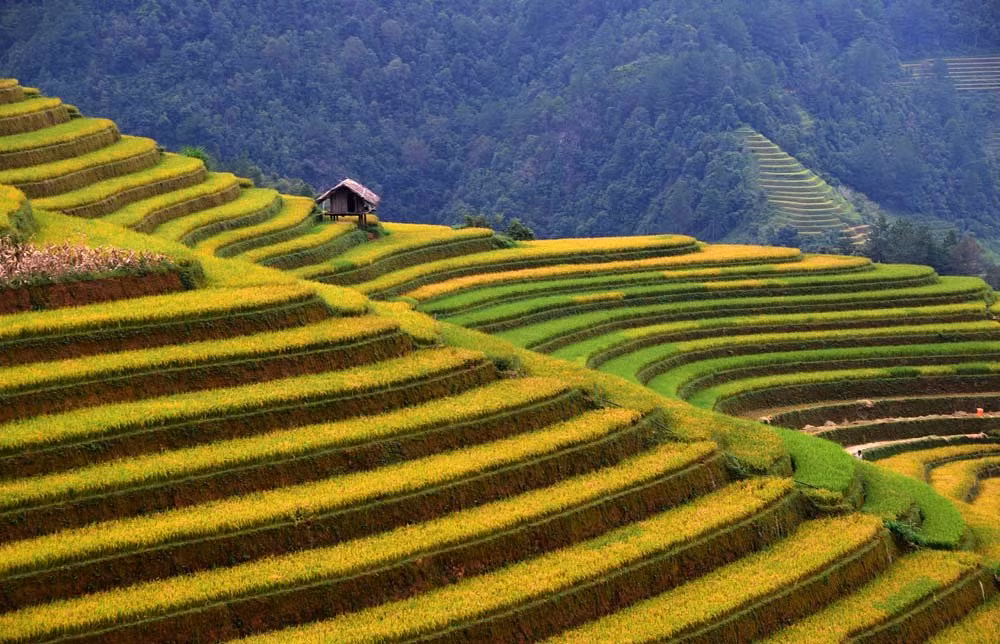 Giữa mùa thu, lúa chín, Tú Lệ dạt dào như những sóng núi vàng. Mùi rơm rạ mới gặt, mùi xôi Tú Lệ, cốm Tú Lệ, cơm mới Tú Lệ… tất cả những mùi thơm đó theo gió quanh quẩn bên tôi, khi tôi thong thả dạo bước nơi thi trấn nhỏ, được bao quanh bởi những thửa ruộng như gấm hoa.