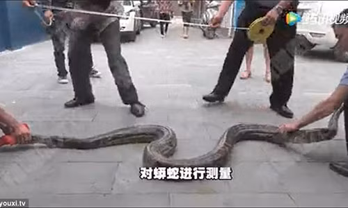 Mai me nuot chung con de, tran “khung” nhan ket tham hai