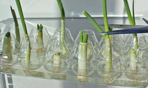 5 loai rau de trong tai nha ma lon nhanh nhu thoi