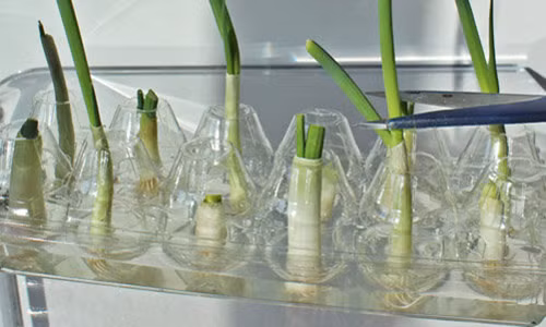 5 loai rau de trong tai nha ma lon nhanh nhu thoi