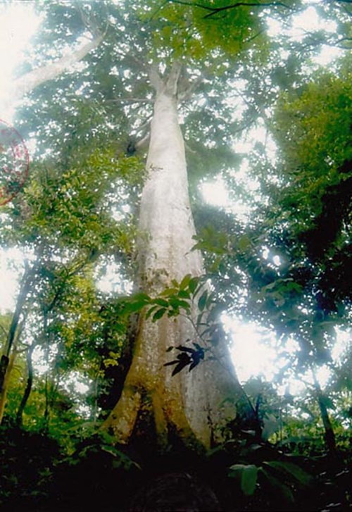 Cay Lim 1.000 tuoi o Bac Giang tro thanh cay di san-Hinh-2