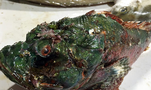 Ca mat quy - dac san “nhin phat ghe, an lai me“