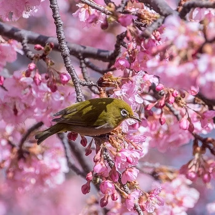 Những con chim vành khuyên xanh thưởng thức mật hoa anh đào.