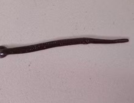 Be gai tam suoi, bi con vat 5 cm chui vao mui “lam to“-Hinh-2