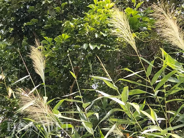 Quang Ngai: Mua “loc rung” kem vui vi mua lanh