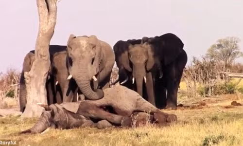 Ca dan voi khoc thuong quay quanh xac ban khong roi mot buoc