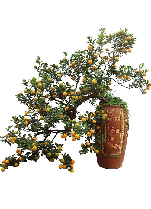 Cây quất có tên Giáng Long được trồng trong bình gốm gắn chữ Phúc - Lộc - Thọ được chủ nhân cho thuê với giá 30 triệu đồng. Cây quất này có "tuổi thọ" 40 năm.