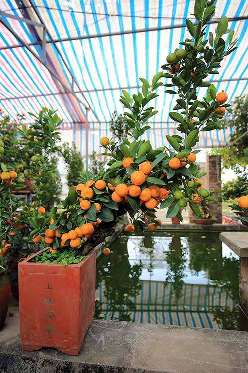 Một cây quất có giá khoảng 6 triệu.