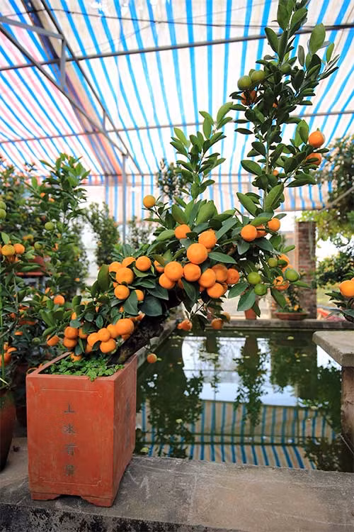 Một cây quất có giá khoảng 6 triệu.