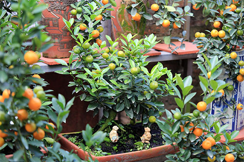 Do năm nay là năm Bính Thân nên người trồng quất cũng trang trí thêm tiểu cảnh hình khỉ.