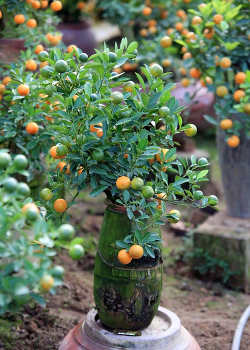 Những cây quất bonsai dáng nhỏ, phía ngoài phủ càng nhiều rêu xanh càng có giá.