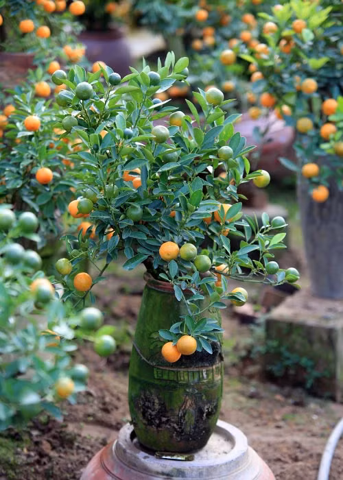 Những cây quất bonsai dáng nhỏ, phía ngoài phủ càng nhiều rêu xanh càng có giá.