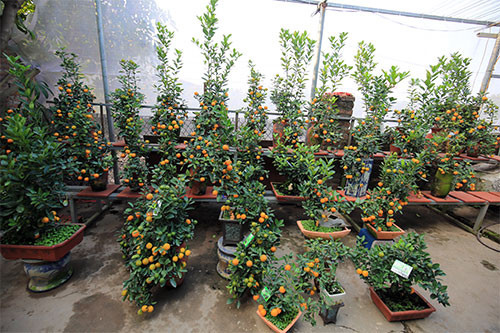 Những ngày cận Tết Nguyên đán 2016, người dân làng quất Tứ Liên (Tây Hồ) đang tất bật chăm bón quất để phục vụ Tết Nguyên đán Bính Thân. Bên cạnh các cây quất dáng to, vài năm trở lại đây, quất bon sai (hay còn gọi là quất thế mini) được khá nhiều khách hàng quan tâm và lựa chọn.