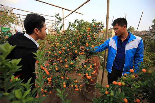 Anh Duy (chủ vườn quất Ngọc Duy) đang tư vấn cho khách một cây quất có thế đẹp.