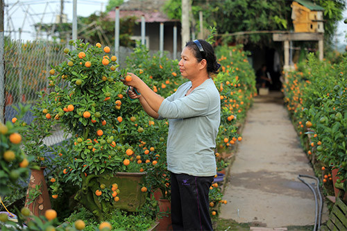 Anh Duy - chủ vườn quất Ngọc Duy (Tứ Liên, Tây Hồ, Hà Nội) chia sẻ, mặc dù là quất bon sai được trồng trong bình gốm nhưng mỗi cây cũng có đủ hoa, nụ, quả xanh, quả chín. Việc chăm sóc loại quất này cũng kỳ công hơn nhiều so với quất truyền thống. Quất thế mini dịp Tết có đặc điểm nhỏ, gọn, trồng trong bình sứ để làm cảnh hoặc thay lọ hoa để bàn ngày Tết. Hình dáng cây phù hợp với không gian chật hẹp của nhiều nhà ở Hà Nội nên rất nhiều khách hàng quan tâm.