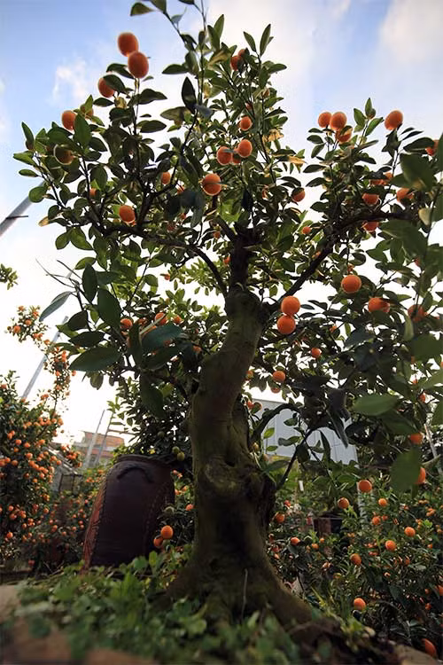 Những cây quất có thế đẹp, đủ quả xanh, quả chín, hoa, lộc non,... có giá từ vài triệu đồng đến vài chục triệu đồng.