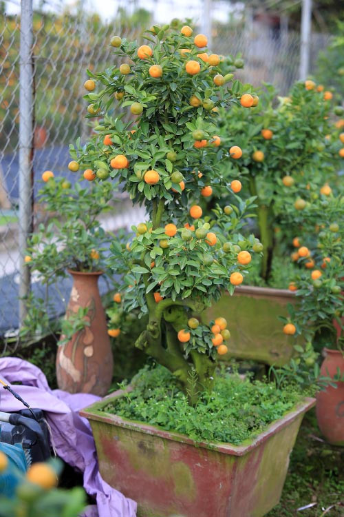 Việc trồng quất bon sai kỳ công hơn nhiều so với quất cảnh truyền thống.