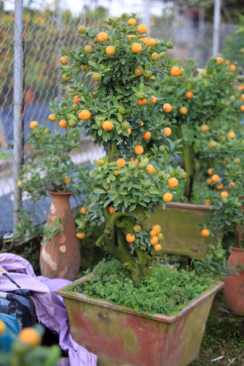 Việc trồng quất bon sai kỳ công hơn nhiều so với quất cảnh truyền thống.