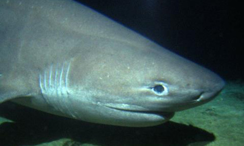 Phat hien ca map 6 mang tu thoi khung long