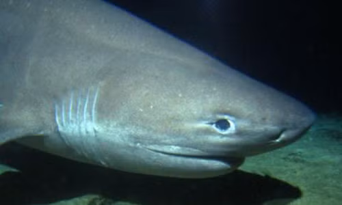 Phat hien ca map 6 mang tu thoi khung long