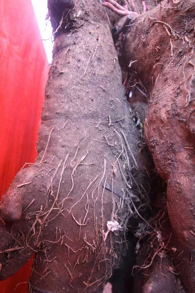 Củ khoai ngọt thơm dứa nặng 42,5kg.