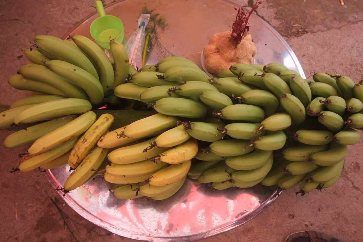 Buồng chuối già và củ sắn “to đùng”.