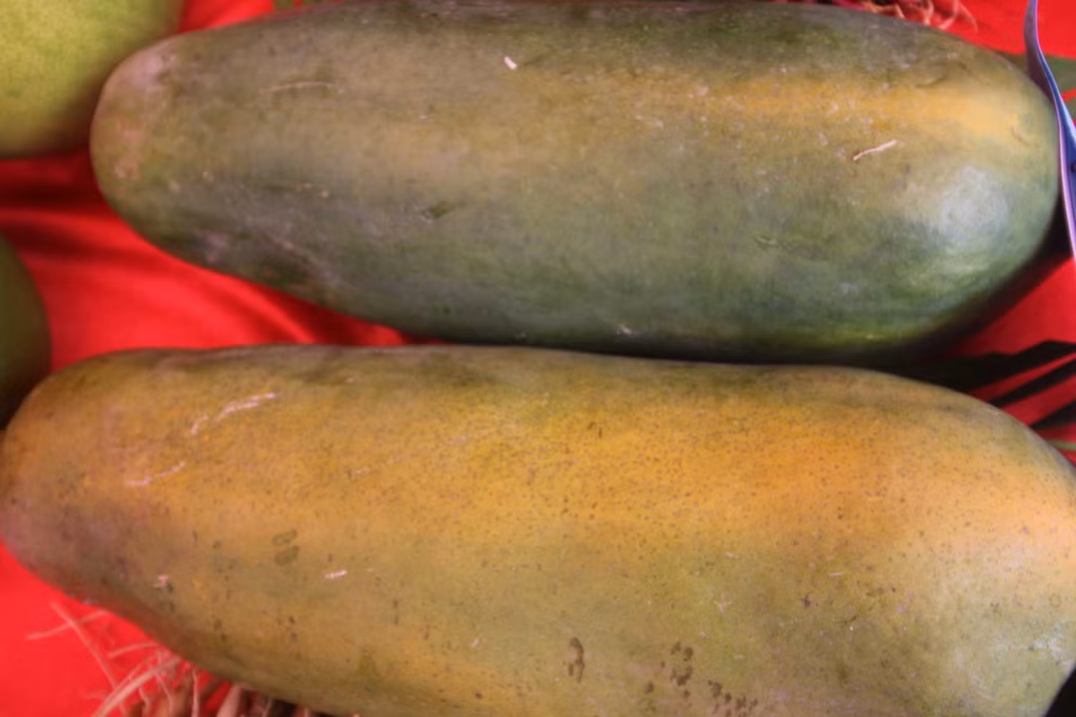 Đu đủ ruột đỏ trọng lượng hơn 5kg/trái.