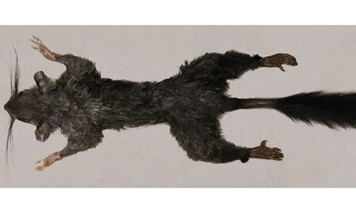 Phat hien loai dong vat co vu bi an nhat the gioi